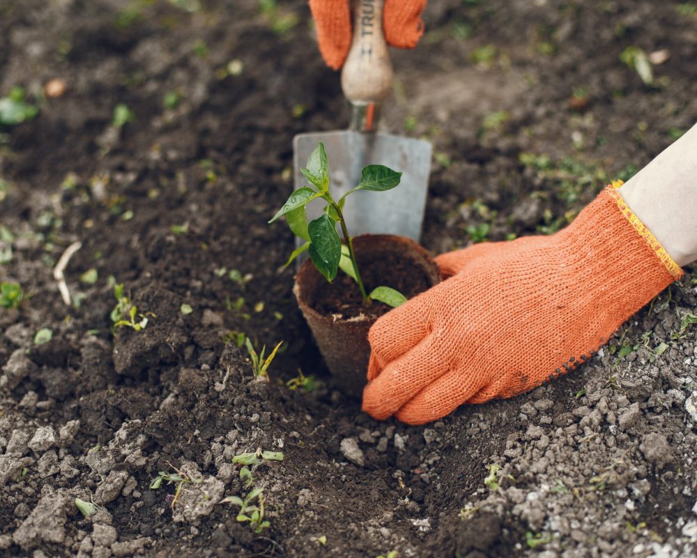 Female hands plant a plant in a new pot. Caring for plants. Garden in the country. Transplanting potted flowers into a larger pot. Hobby for catering